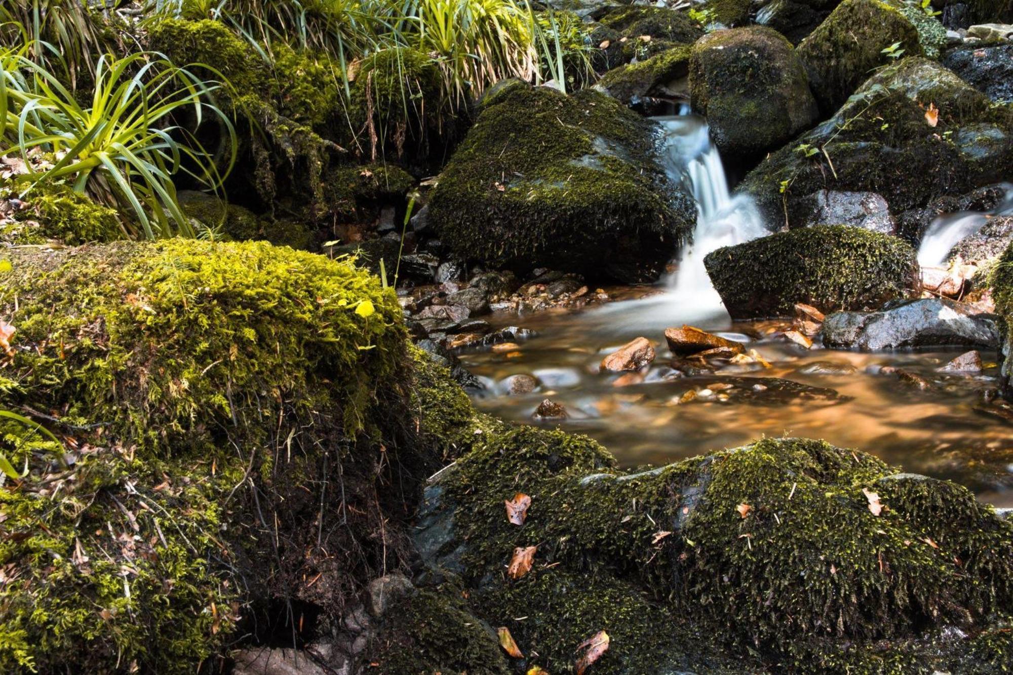 Ferienwohnung Am Kapellenberg - Am Rande Des Nationalparks Schwarzwald บาด ปีเตอร์สตัล กรีสบาค ภายนอก รูปภาพ