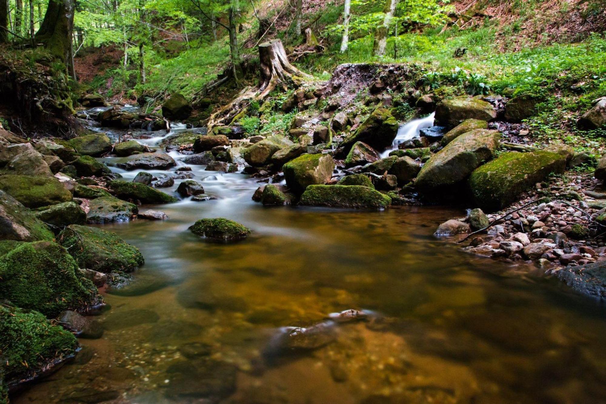 Ferienwohnung Am Kapellenberg - Am Rande Des Nationalparks Schwarzwald บาด ปีเตอร์สตัล กรีสบาค ภายนอก รูปภาพ